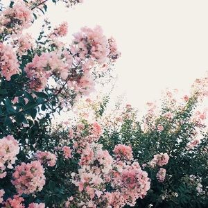 Meet your Posher, Cing